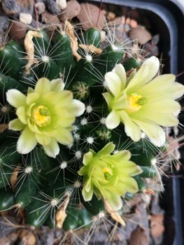 Mammillaria heidiae