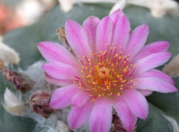 Lophophora jourdaniana