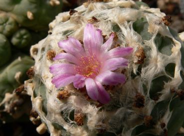 Lophophora williamsii