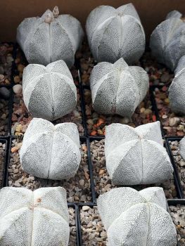 Astrophytum onzuka