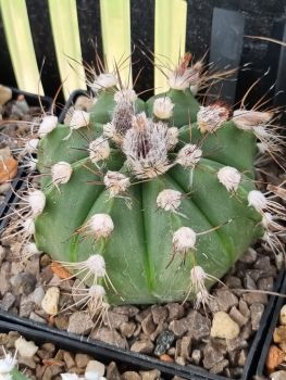 Astrophytum hybrid asterias x senile