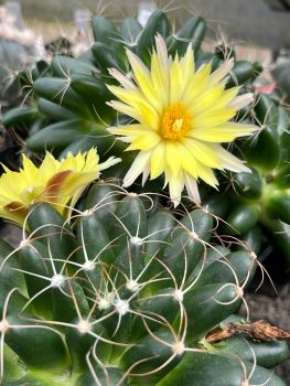 Mammillaria paulii