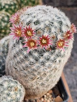 Mammillaria stella-de-tacubaya