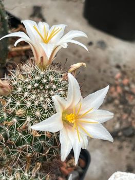 Mammillaria goodrichii