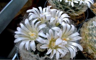 Mammillaria aureilanata