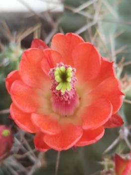 echinocereus-triglochidiatus