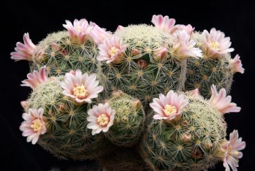 Mammillaria giselae