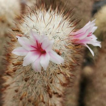 Mammillaria albicans var. selvinii