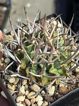 Stenocactus coptonogonus