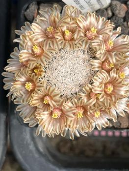 Mammillaria lasiacantha ssp. magallanii