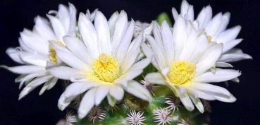 mammillaria-hernandezii-albiflora