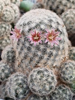 Mammillaria lasiacantha subs. egregia