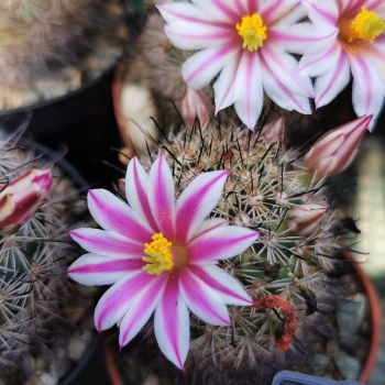 Mammillaria blosfeldiana