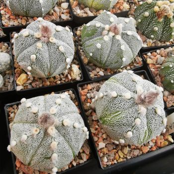 Astrophytum hybrid asterias x coahuilense