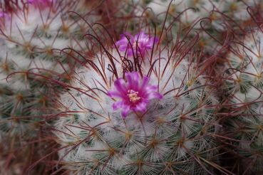 Mammillaria bombycina