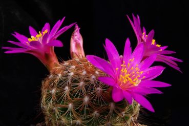 Mammillaria dehertiana ssp. dodsonii