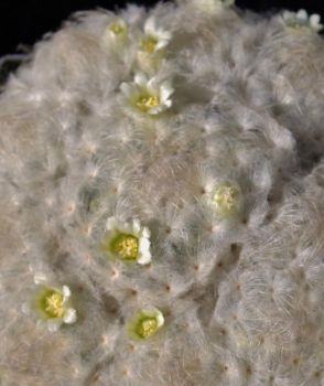 Mammillaria plumosa LZ1045