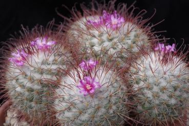 Mammillaria bombycina