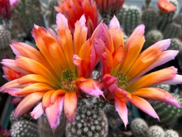 Echinocereus dasyachanthus