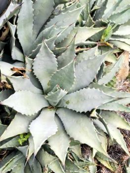 Agave parry/megalacantha