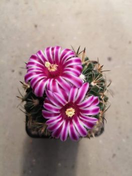 Stenocactus lamellosus