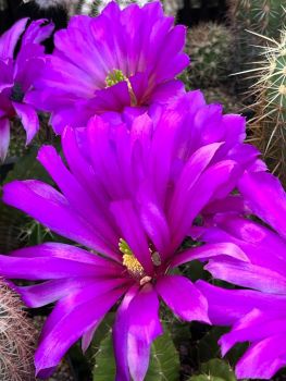 Echinocereus-viereckii-var--morricalii