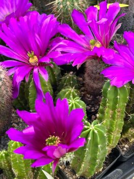 Echinocereus-viereckii-var--morricalii