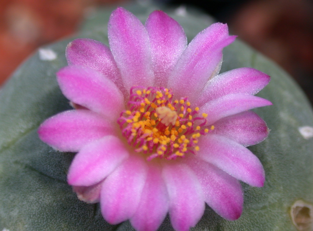 Kakteen Niess Shop - Lophophora jourdaniana