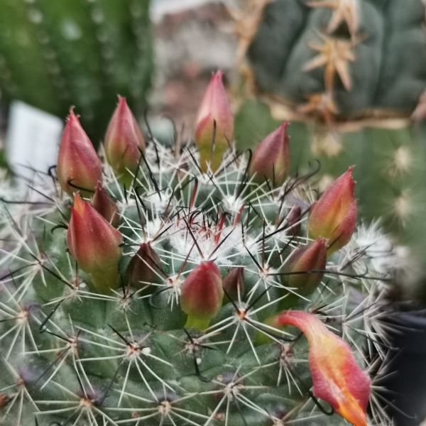 Mammillaria beneckei