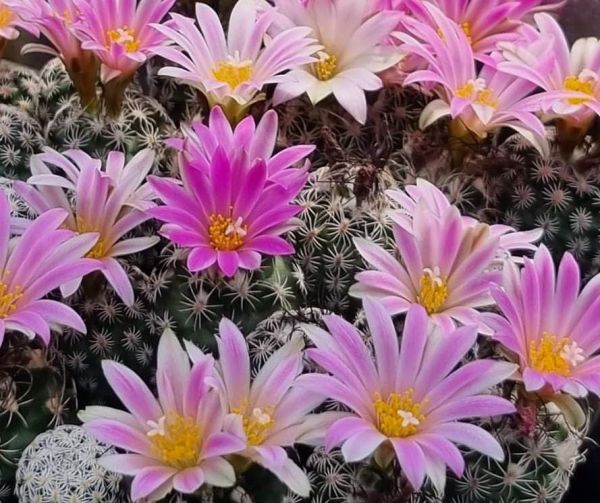 Turbinicarpus krainzianus var. lausseri