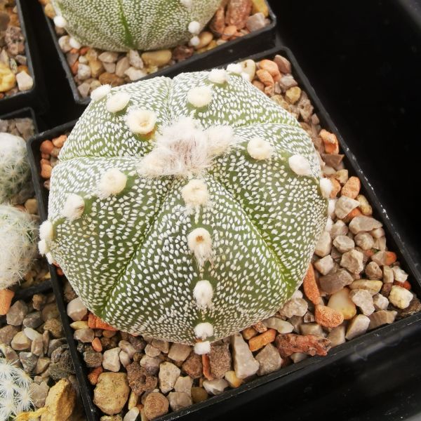 Astrophytum hybrid asterias x coahuilense