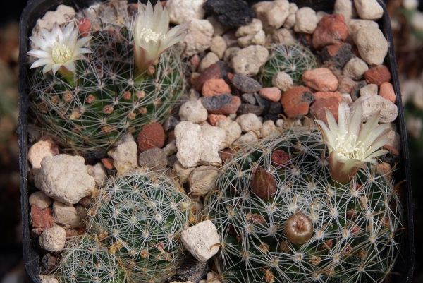 Mammillaria tezontle