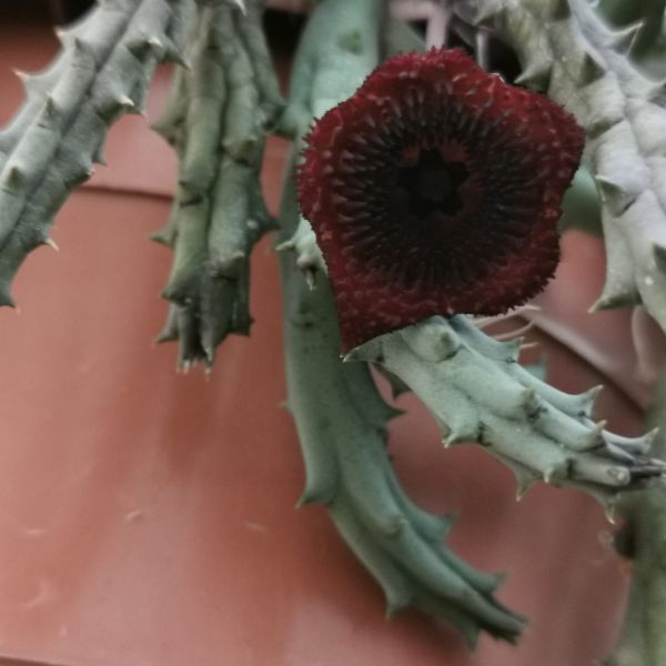 Stapelia-huernia pendurata