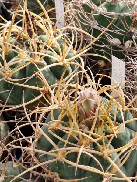 Gymnocalycium-armatum-JO-600