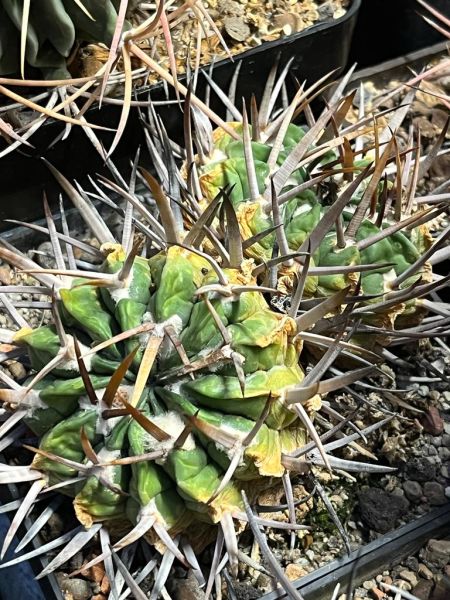 Stenocactus coptonogonus