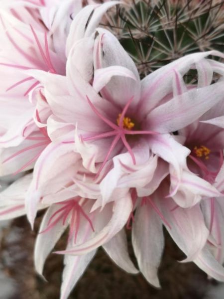 Mammillaria fraileana