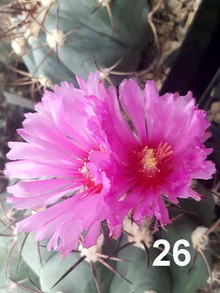 Echinocactus horizontalonius Nr.50