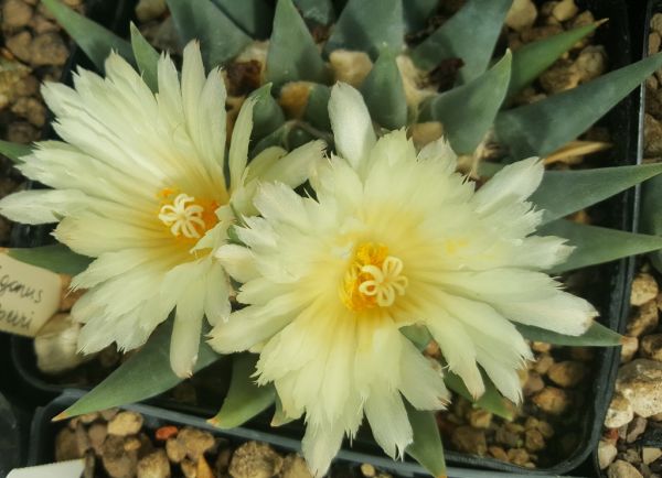 Ariocarpus trigonus var. elongatus