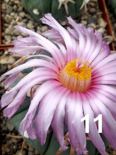 Echinocactus horizontalonius Nr.11