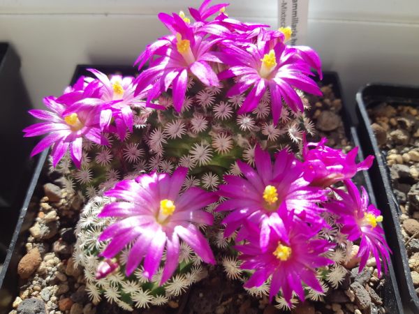 Mammillaria hernandezii