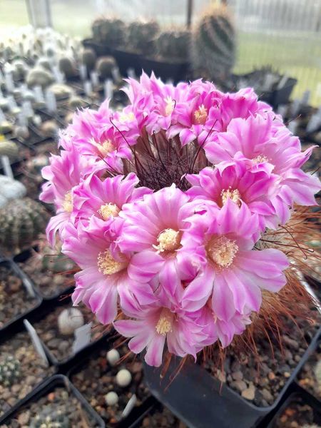 Mammillaria longiflora