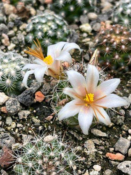 Mammillaria goodrichii