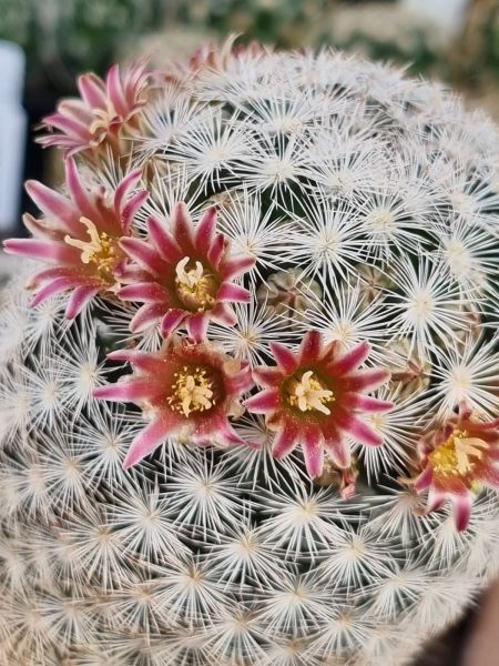 Mammillaria stella-de-tacubaya