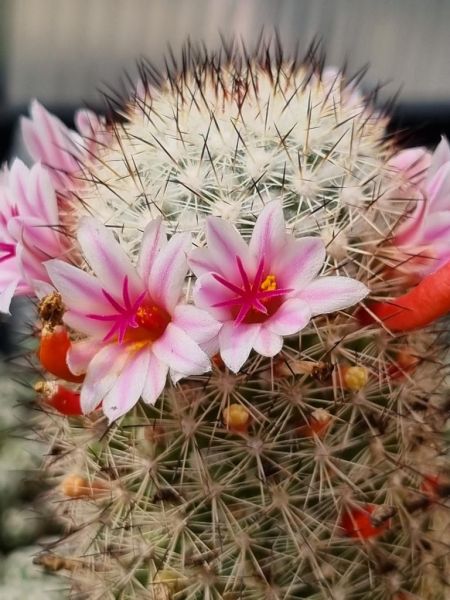 Mammillaria albicans var. selvinii