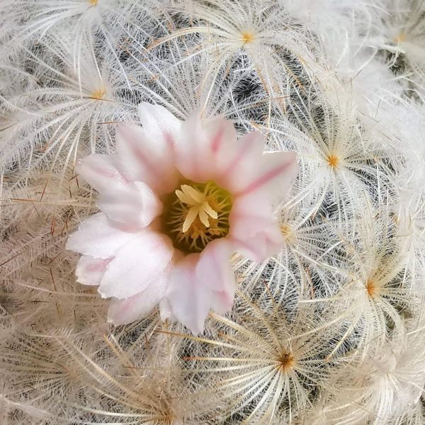 Mammillaria plumosa LZ1045