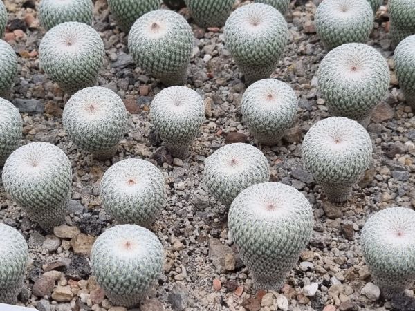 Epithelantha micromeris SB82