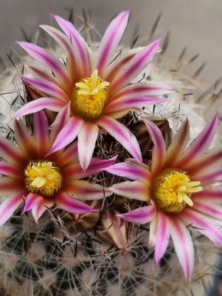 Turbinicarpus zaragosae