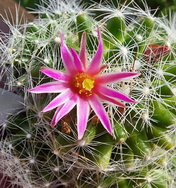 Mammillaria kraehenbuehlii