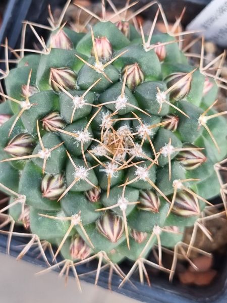 Mammillaria boelderliana