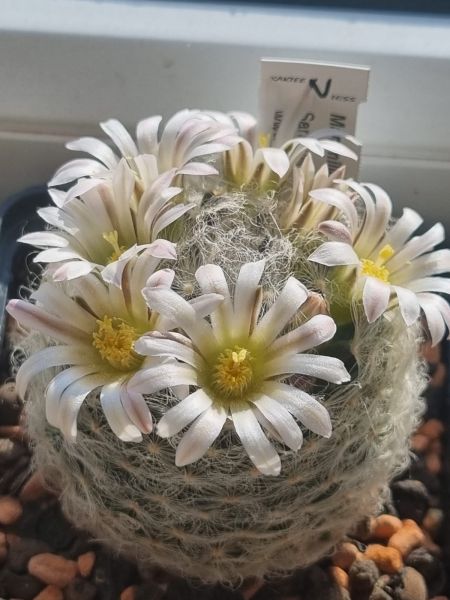 Mammillaria aureilanata